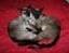 ChatNoir