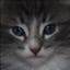 lynxeyes