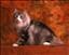 kerstin2181