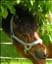 Flickan