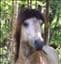 Russtoka